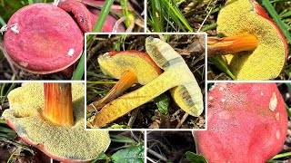 Blutroter Filzröhrling essbar  Verwechslung amp Portrait  Blutroter Röhrling Hortiboletus rubellus [upl. by Luas]