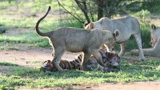 Young lions cubs playing with Zebra calf Part 1 [upl. by Oiramal]