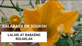 PAANO MALALAMAN ANG LALAKI AT BABAENG BULAKLAK SA KALABASA SQUASH HAND POLLINATION V67 [upl. by Iuq]