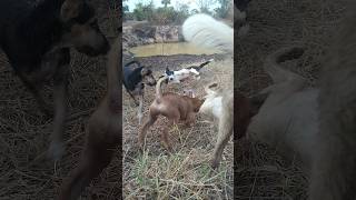 Best Video Of Animals Around The World shorts [upl. by Haimrej]