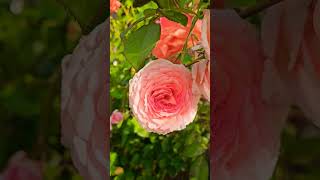 James Galway  David Austin Roses beautifulroses davidaustinroses englishroses rosevarieties [upl. by Sayers]