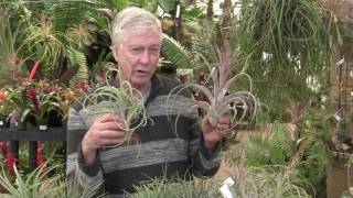 Tilly Talks with Paul Isley Magnificent Tillandsias [upl. by Anyzratak16]