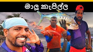 මීගමු මාලු කැපිල්ල  fish cutting expert  මීගමුවේ මාලු කපන වැඩ්ඩා 😍🇱🇰💯 [upl. by Abbottson]