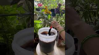 Use of Humic Acid gardening shortsvideo shortsviral humicacid fertilizer plants gardenplants [upl. by Otecina]