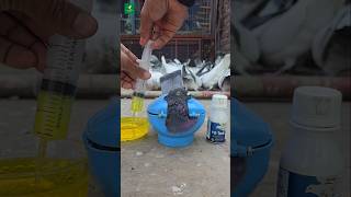 Giribaz pigeon treatment  pigeon viralshorts kabutar birdspigeon [upl. by Sirrap]