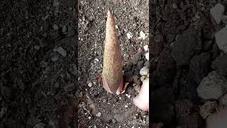 Amorphophallus konjacSpike or Leave When We Water the Plant After Winter Rest [upl. by Josephson]