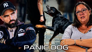 ROTTWEILER agressif  quotCest sa DERNIÈRE chancequot  Panic Dog Ep14 [upl. by Godewyn]