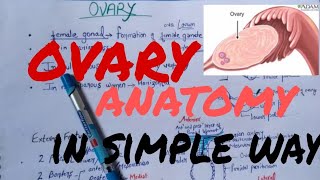 Ovary anatomy lecture [upl. by Nedyarb]