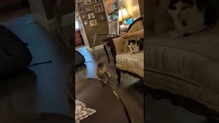 Bouboulina is DANCING cutecatsounds catshorts catsofinstagram viralvideo [upl. by Arluene]