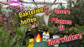 Bakterien helfen Pflanzen gesund zu bleiben [upl. by Anielram504]