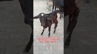 जानिए कर्ज लेकर क्या नहीं करना चाहिए cow gaumata anirudhhacharya shorts cowlover trending [upl. by Stegman]