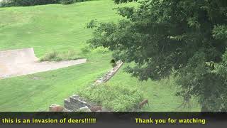 Rockcliffe Mansion The return of a mama deer [upl. by Newmann]