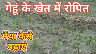 गेहूं वाला मेंथा कैसे बढ़ाएं Mentha Kaise Badhaye Mentha Badhane Ka Khad Mentha Ki Kheti [upl. by Verney]