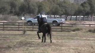 GALWAY DOWNS MAR 09 TRAINING CROSS COUNTRY RNSVIDEO horses [upl. by Larsen734]