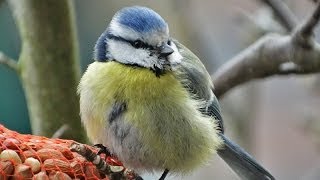 Blue Tit  Cyanistes caeruleus  Pimpelmees in de magnolia  Veluwe  Netherlands [upl. by Libenson222]