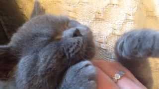 British Shorthair Kitten 4 months old [upl. by Camm]