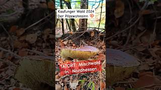 Die fantastische Welt der Pilze • Naturparadies WALD spazierengehen [upl. by Erodavlas]