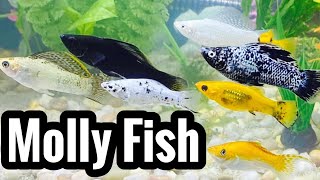 Black Molly Fish Care Need to Know [upl. by Atirb]