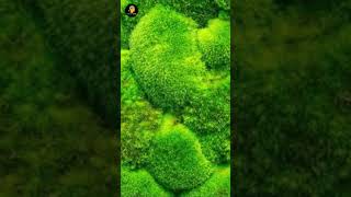 Meet the Mossy Frog A Living Patch of Moss😲 shorts youtubeshorts frogfacts mossyfrog [upl. by Llerroj380]