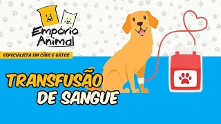 Como fazer transfusão de sangue em Cães e Gatos [upl. by Eissim]