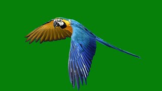 Green Screen Parrot flying video effect No copyright  Parrot flying overlay effect [upl. by Chaim]