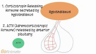 Anatomy and Physiology Endocrine System ACTH Adrenocorticotropin Hormone V20 [upl. by Crow]