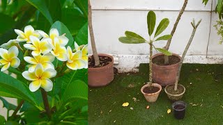 How to Propagate Plumeria Alba [upl. by Aicel]