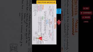 Deltoid muscle [upl. by Alene]