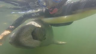 Florida manatee gives woman a big hug lifts her out of the water  10News WTSP [upl. by Osy235]