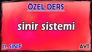 1 Sinir Sistemi  Özel Ders 11 Sınıf [upl. by Annayad]