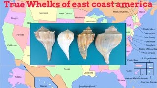 True whelks of east coast America knobbed whelk biology Atlantic sea shells [upl. by Philippine]