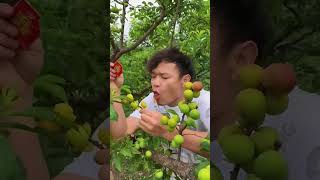 Fresh Plums Garden 🍐 satisfying harvesting fruit plums plum short shorts [upl. by Figone]