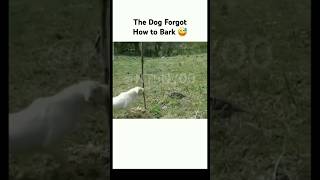 MEMES pt 7 dawg forgot to bark memes shorts [upl. by Babb207]