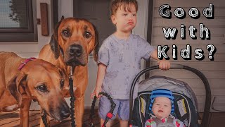 Are Rhodesian Ridgebacks Good Family Dogs [upl. by Adlen]