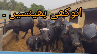 Unique collectionGujjar Dairy Farm Pure Pakistani Ravi Buffalo Breed dairyfarming [upl. by Duffie]