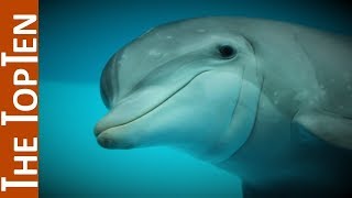 The Top Ten Beautiful Dolphins in the World [upl. by Daughtry82]