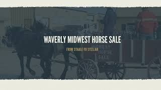 Waverly Midwest Horse Sale Live Stream [upl. by Gabi]