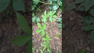 Dioscorea pentaphylla a wild medicinal tuberous food of India [upl. by Reilamag]