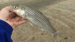 Surf Fishing The Delaware Seashore State Park [upl. by Youngman]