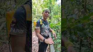 kabili trail  sepilok laut reception centre shortvideo hiking hikingadventures [upl. by Amhsirak]