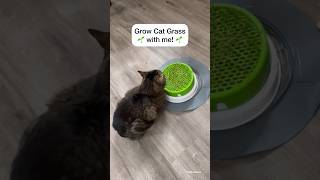 How to Grow CAT GRASS shorts [upl. by Gewirtz]