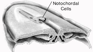 GE 07 Embryogenesis Week 3 Gastrulation Notochord amp Allantoic Diverticulum [upl. by Nanaj]