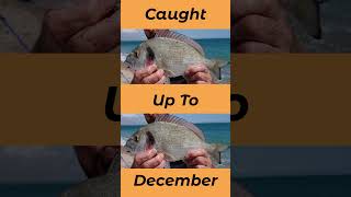 When To Catch Gilthead Bream In The UK Seasons seafishinguk [upl. by Lelah]