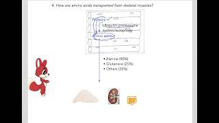 529 Understand not memorize metabolism Amino acids for Gluconeogenesis [upl. by Lav]