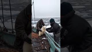 🐻‍❄️ Tiny Polar Bears Heartwarming Rescue 😍 PolarBearRescue WildlifeConservation ArcticAnimals [upl. by Enyehc]