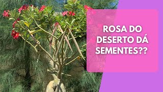 Como fazer a ROSA DO DESERTO dar sementes  aula completa [upl. by Trudey496]