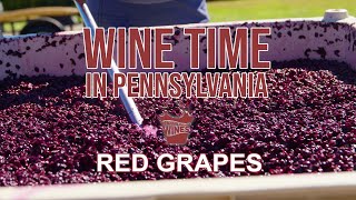 Red Grapes Harvest and Preparation  Wine Time  Season 2 Ep 5 [upl. by Ayor]