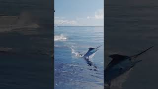 Some more epic shots and drone footage from our new Fishing Azores Film available now [upl. by Fan]