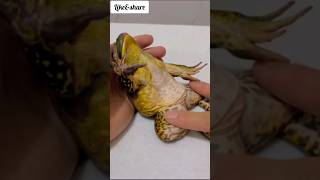 Frog recipe🤮shorts shortvideo trending youtubeshorts [upl. by Pentheam521]