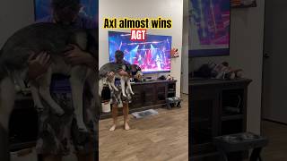 Axl almost wins 🇺🇸 AGT dogs agt shorts [upl. by Betti]